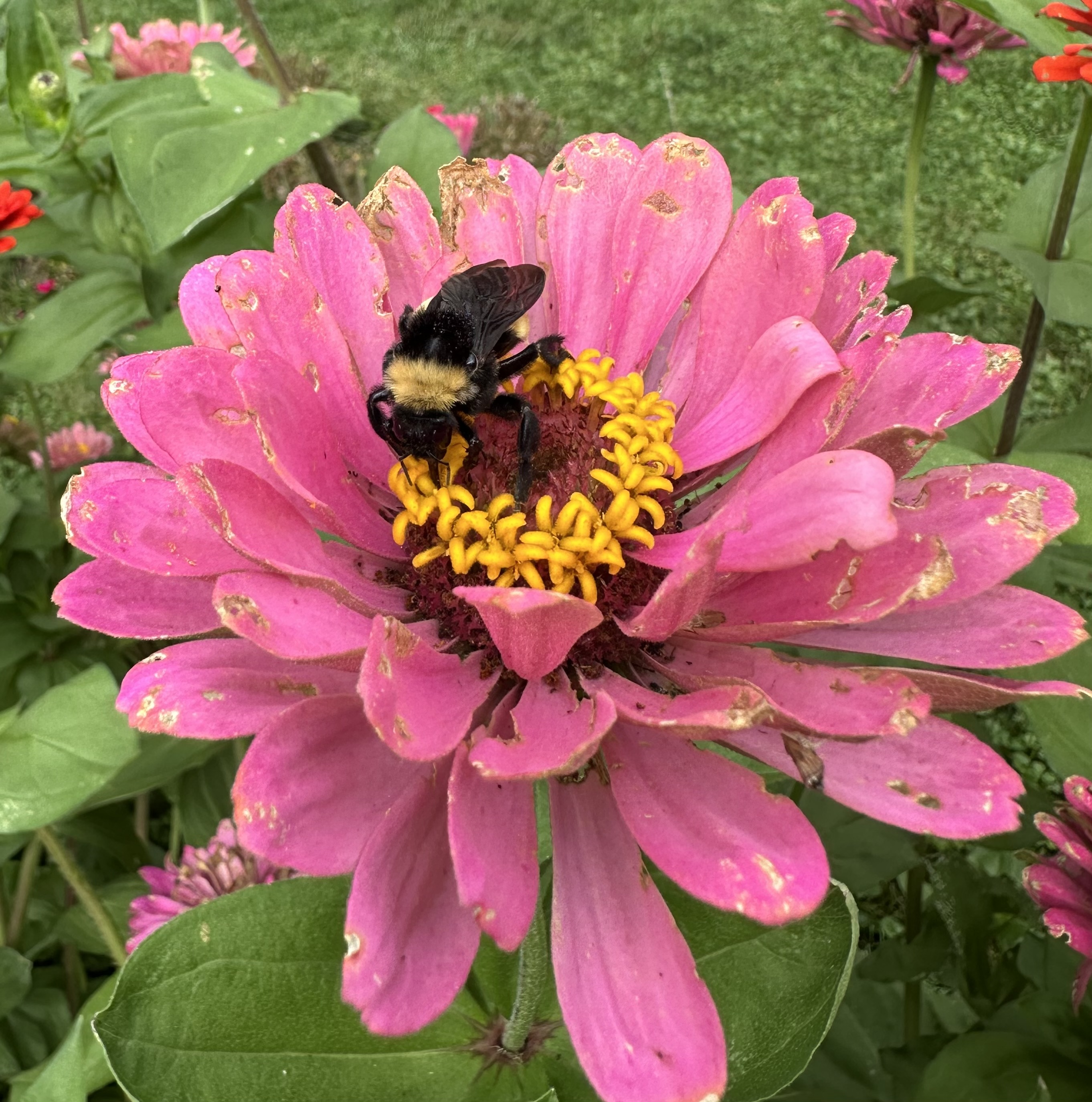 Bumble bee on a zinnia flower.